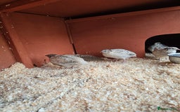 Mixed Breed birds for sale: Coturnix quail free to good home  in Middlesbrough - Image 3