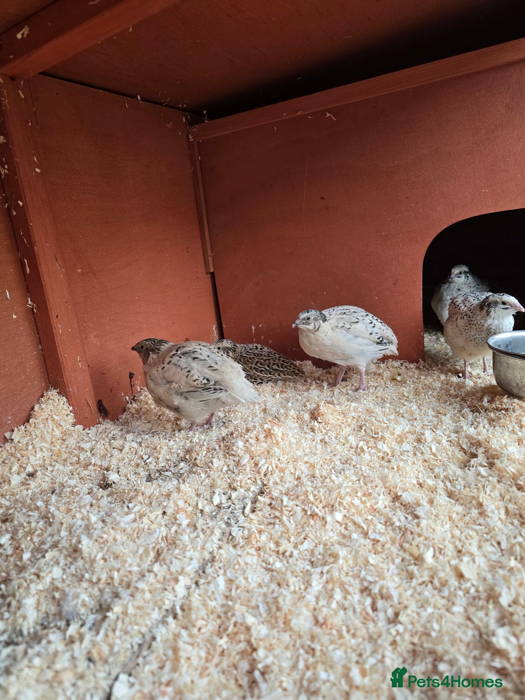 Mixed Breed birds for sale: Coturnix quail free to good home  in Middlesbrough - Image 3