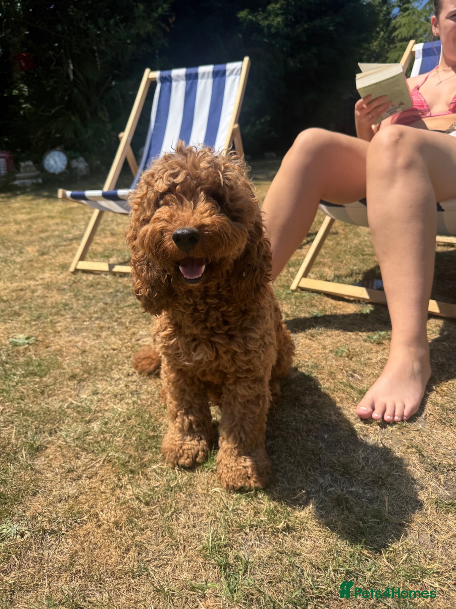 Cockapoo dogs Home raised, stunning fox red cockapoo’s  - Advert 2