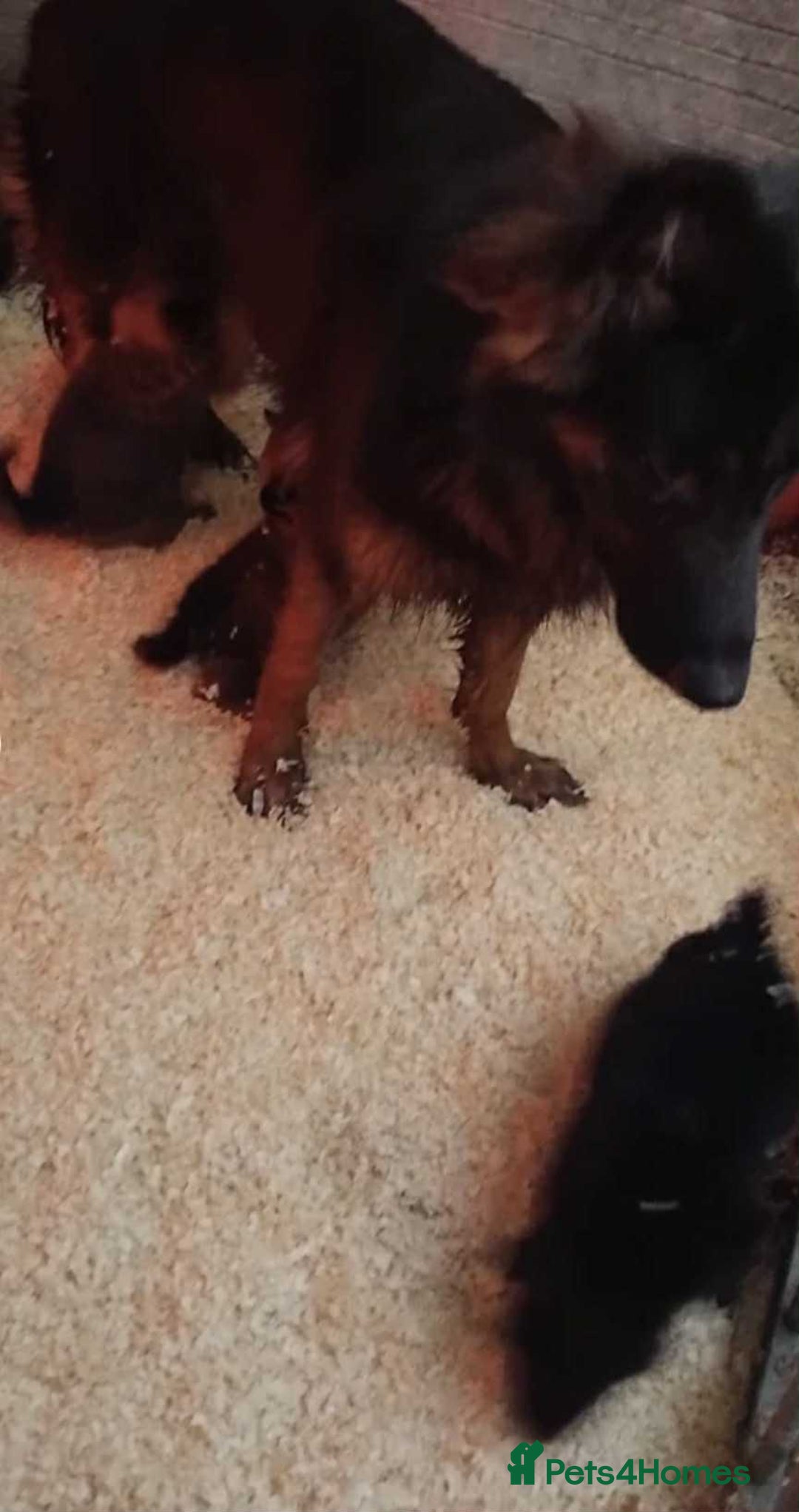 German Shepherd dogs for sale: 2 female German shepherd pups - Advert 2