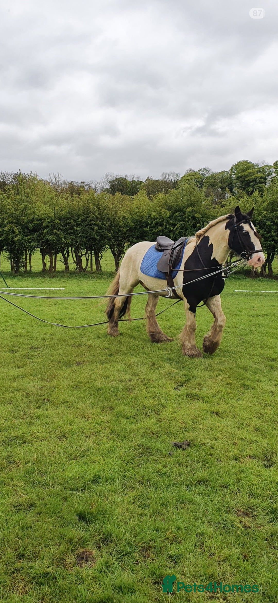 Irish Cob horses for sale: Seb the super cob!  - Advert 4