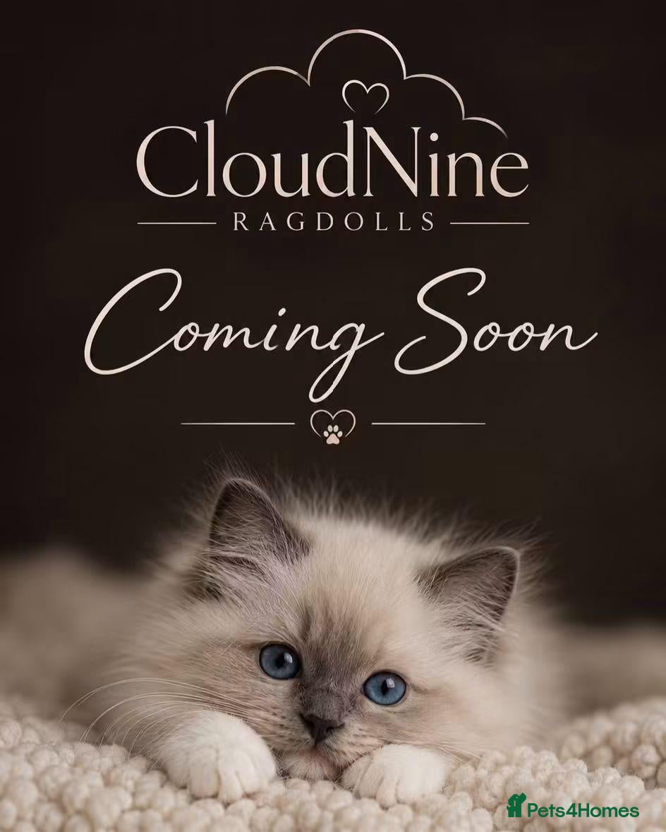 Ragdoll cats 🐾 READY NOW - LAST BOY - TICA-REGISTERED 🐾 - Advert 1