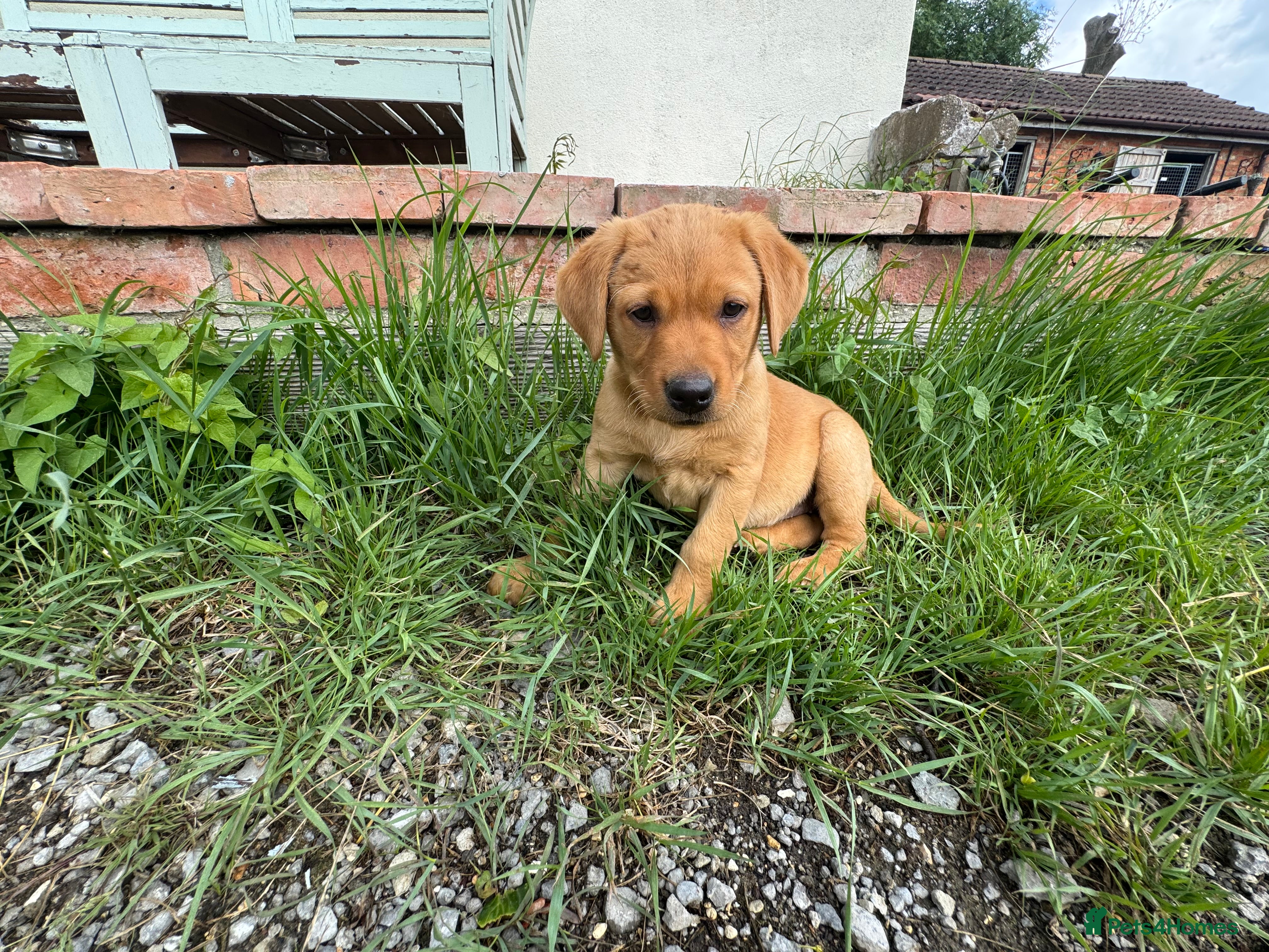 Labrador Retriever dogs Stunning lab puppies ready this weekend  - Advert 2
