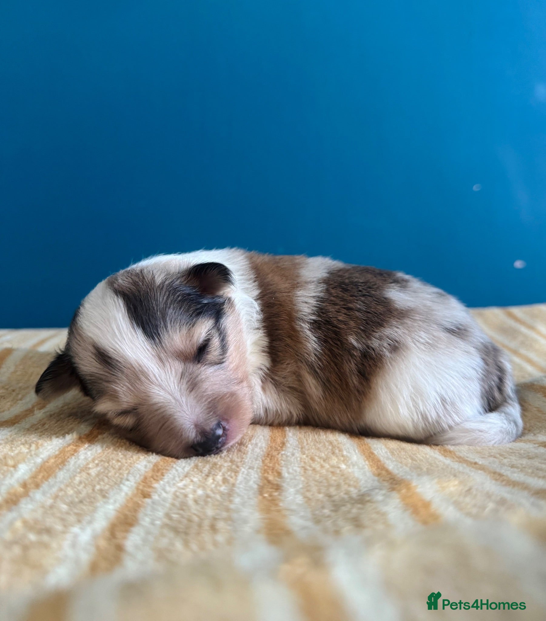 Shetland Sheepdog dogs Shetland Sheepdog Puppies  - Advert 3