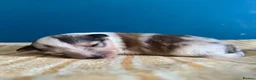 Shetland Sheepdog dogs for sale: Shetland Sheepdog Puppies  in Brough - Advert 16