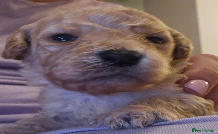 Mixed Breed dogs - Advert 4
