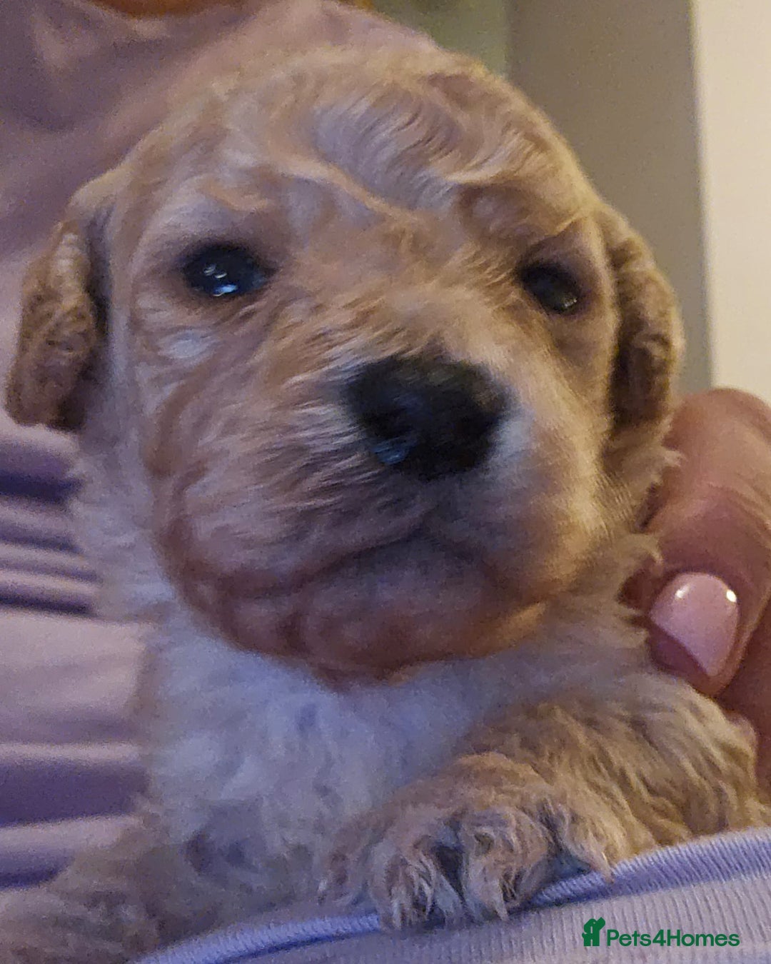 Mixed Breed dogs for sale: Cavachon Puppies for Sale  - Image 1