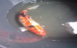 Koi Carp fish for sale: Koi for sale - Image 13