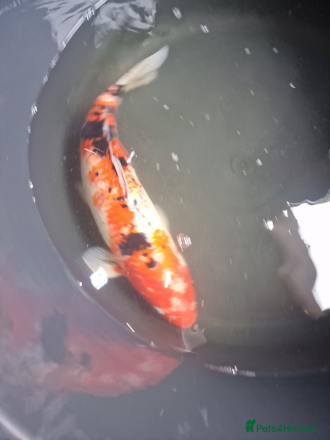Koi Carp fish for sale: Koi for sale - Image 13