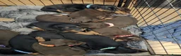 Dobermann dogs for sale: Doberman puppies - Advert 8