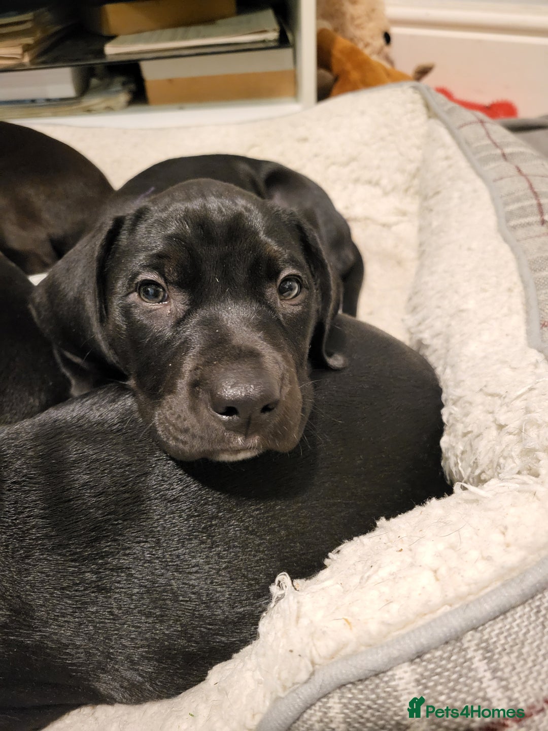 Mixed Breed dogs for sale: Alaunt type dogs - Advert 26