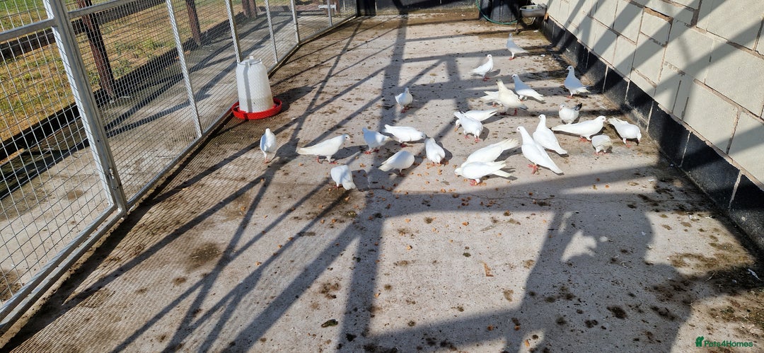 Doves birds for sale: White Straight Tailed Doves - Image 4