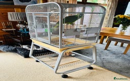 Parrots birds for sale: Blue Fronted Amazon Parrot  - Image 5