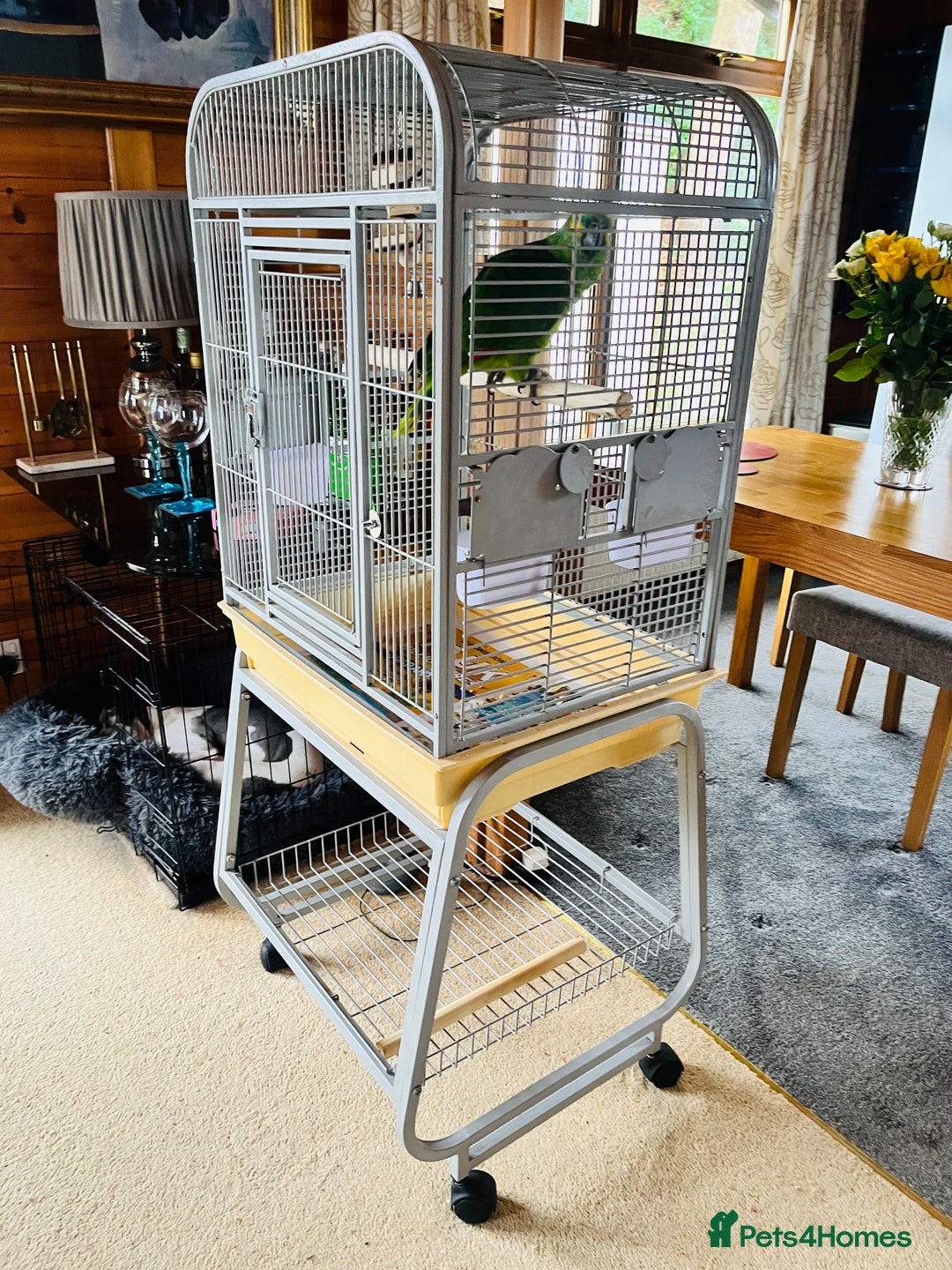 Parrots birds for sale: Blue Fronted Amazon Parrot  - Image 5