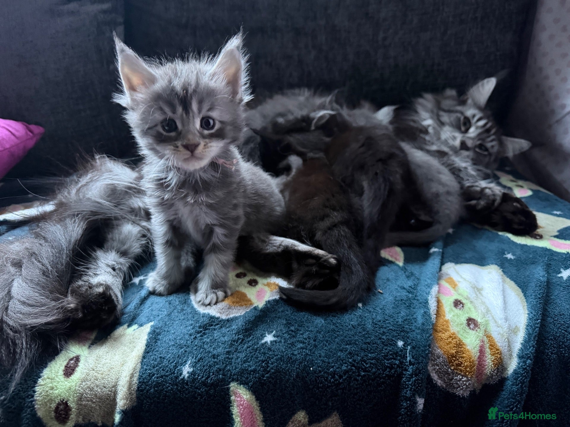 Maine Coon cats Affectionate, Pedigree Maine Coon Kittens: - Advert 2