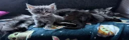 Maine Coon cats for sale: Affectionate, Pedigree Maine Coon Kittens: - Advert 2