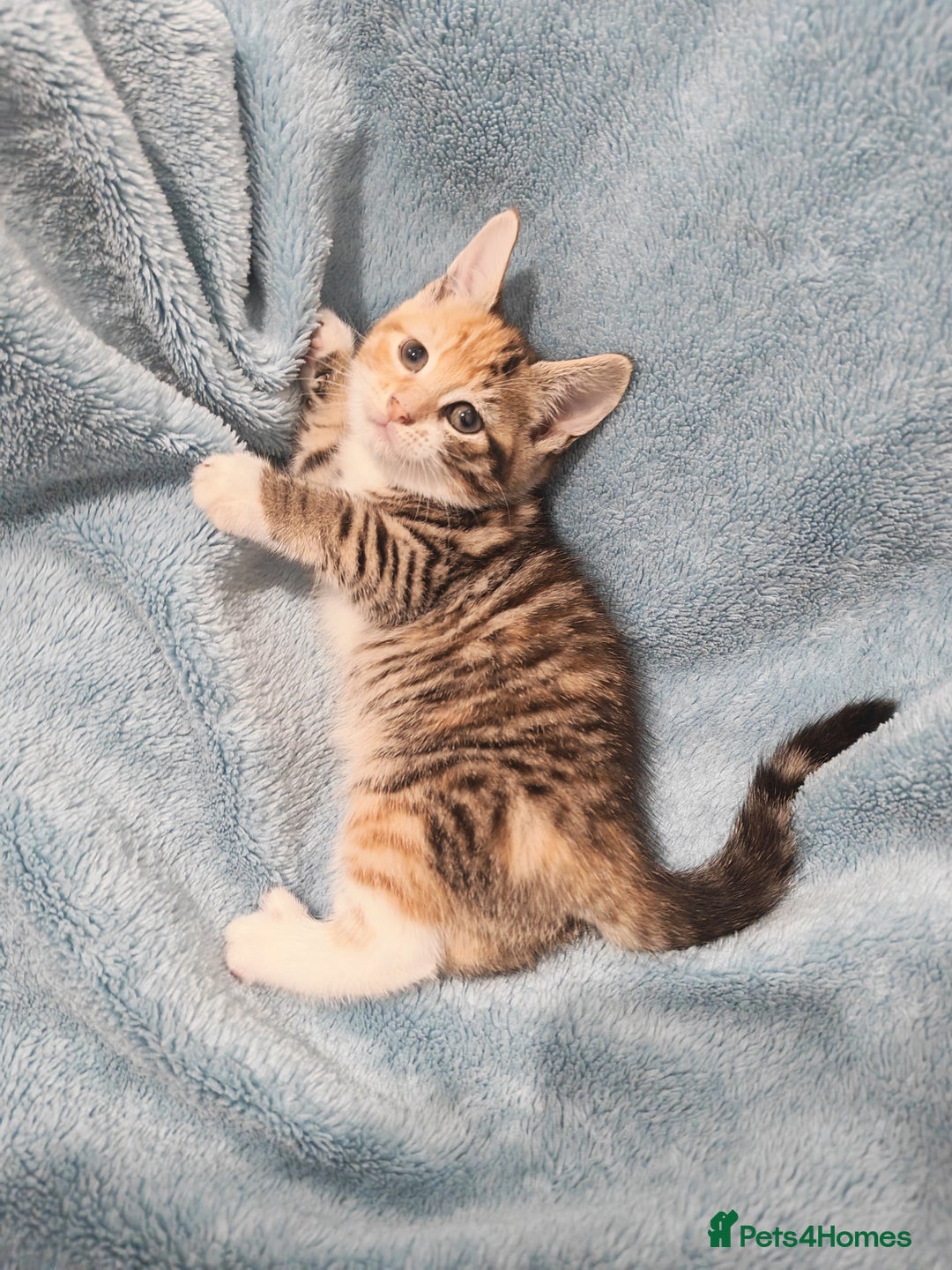 Mixed Breed cats for sale: Beautiful kittens VIDEOS - Advert 16