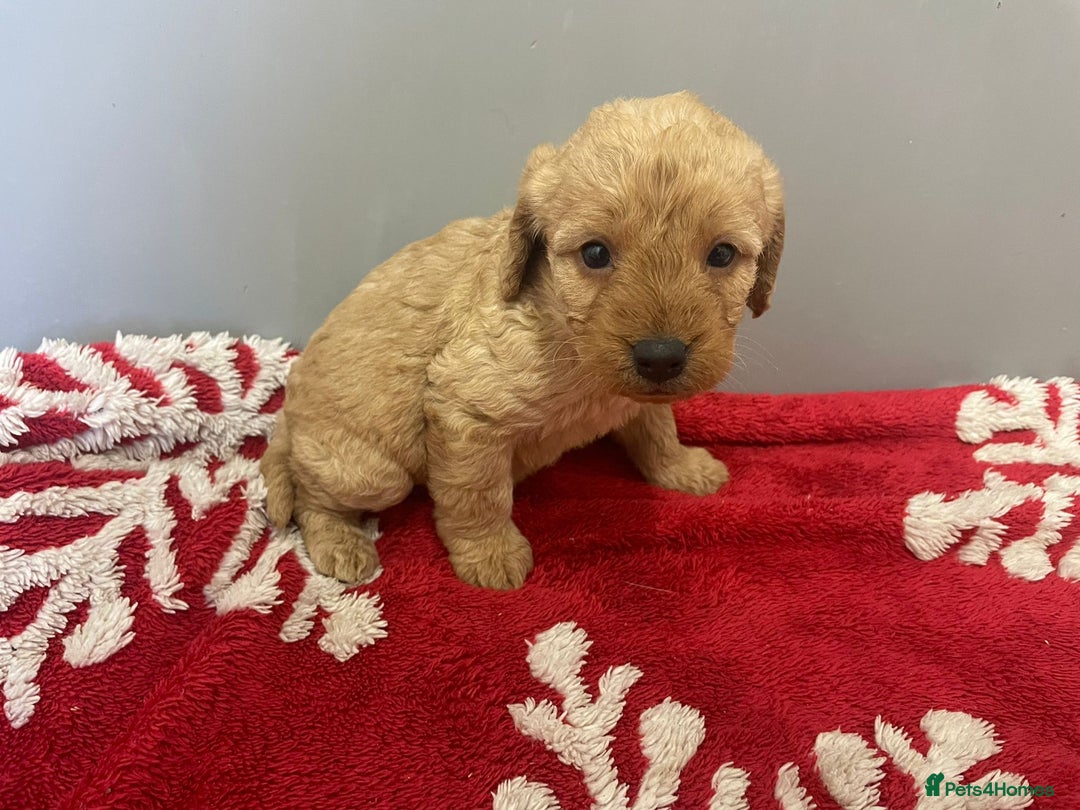 Labradoodle dogs for sale: F1 Labradoodle Puppies  - Advert 6