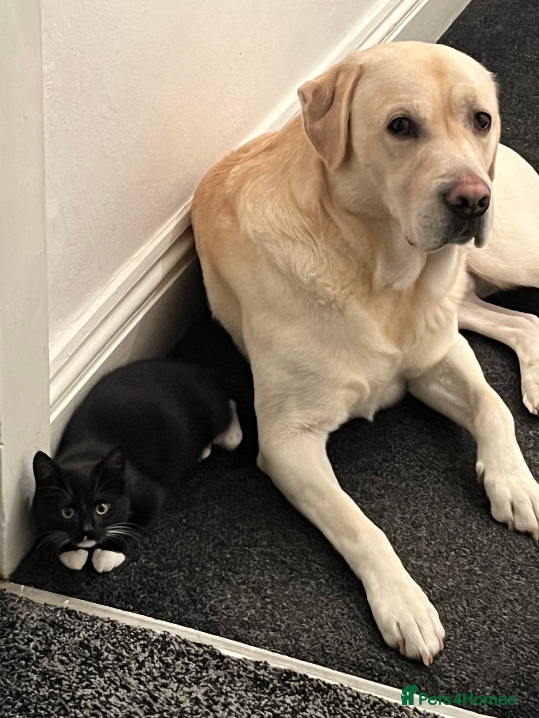 Labrador Retriever dogs for sale: Hugo - 5 - Advert 9