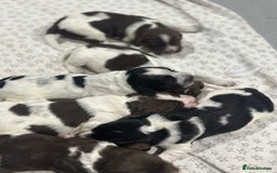 Sprocker dogs for sale: Beautiful sprockers  - Image 16