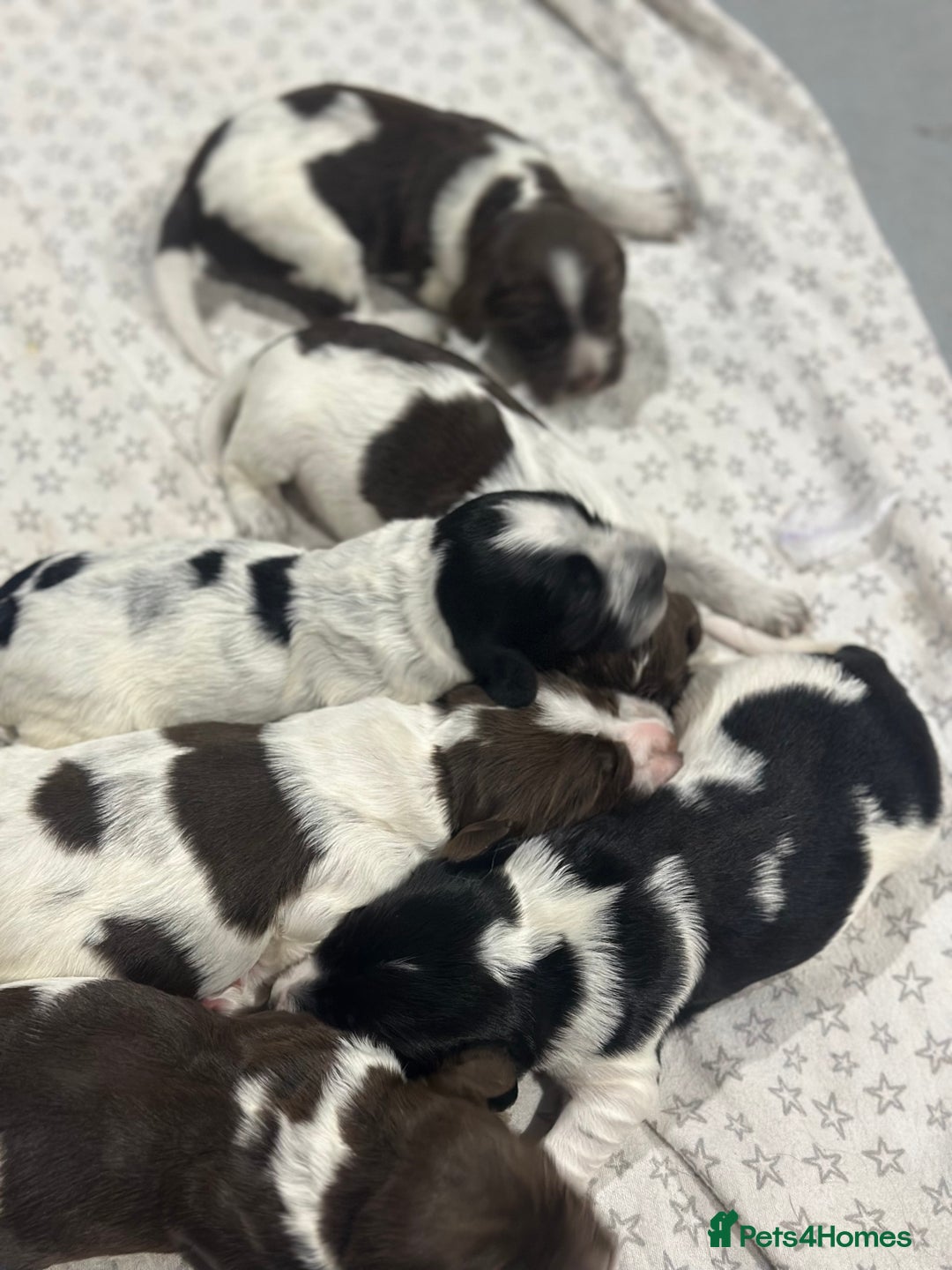 Sprocker dogs for sale: Beautiful sprockers  - Image 16