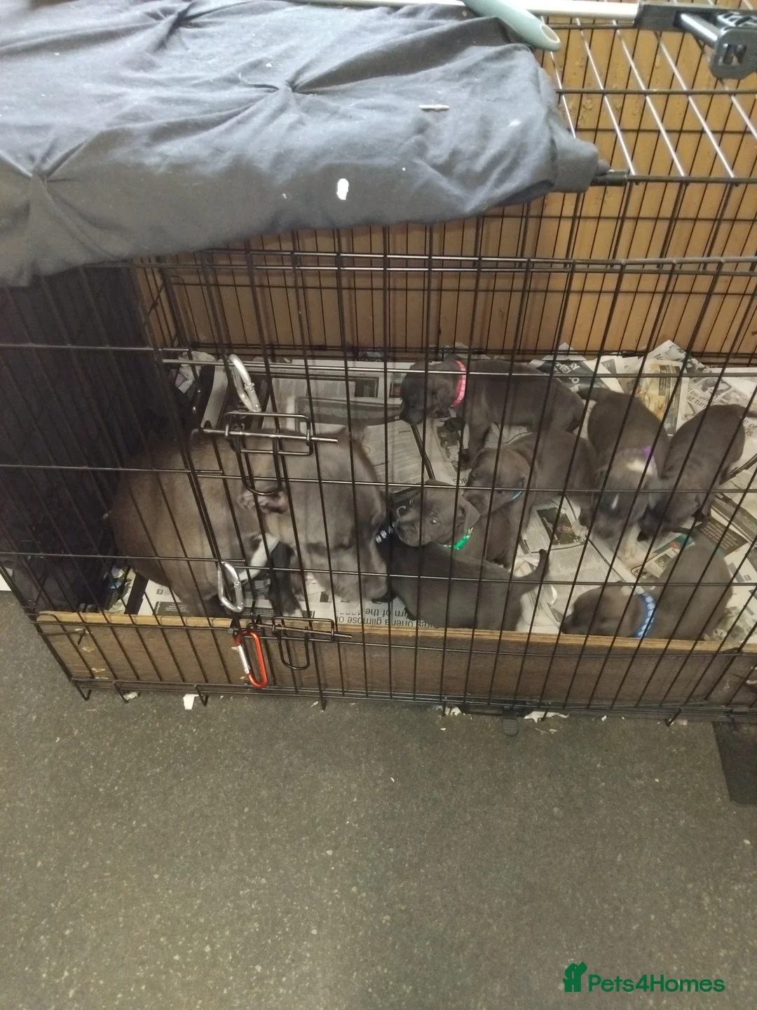 Staffordshire Bull Terrier dogs for sale: Staffordshire bull terrier puppies for sale  in Wednesbury - Advert 2
