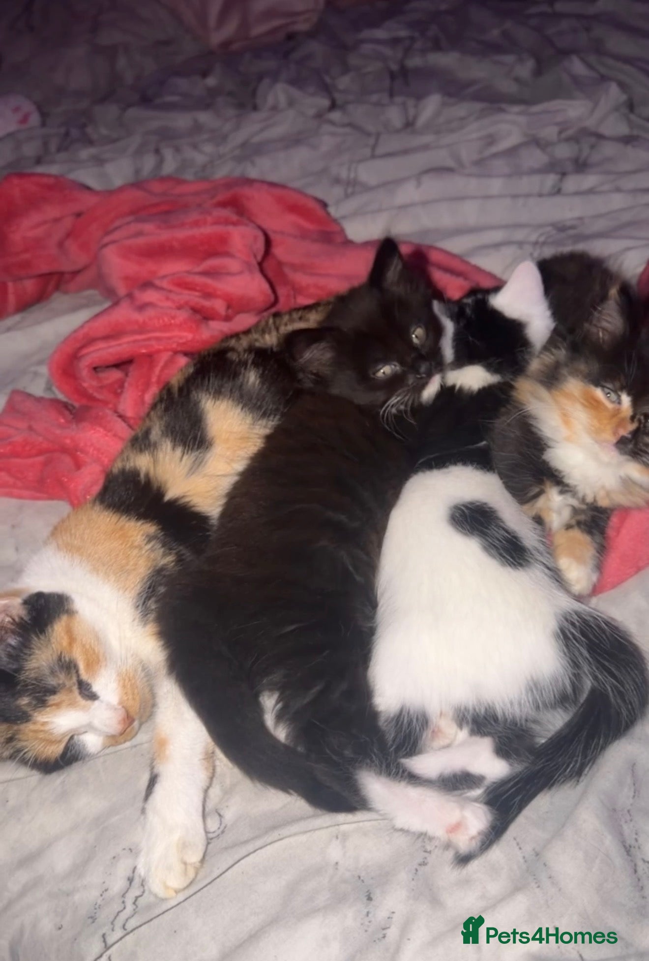 Mixed Breed cats for sale: Beautiful white kitten - Advert 2