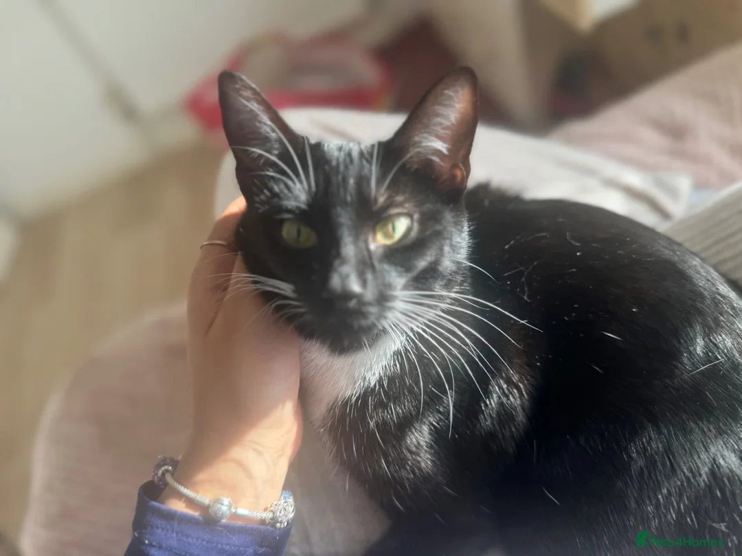 Mixed Breed cats for sale: Gorgeous tuxedo kitten - Advert 4