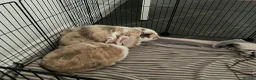 Mixed Breed rabbits for sale: 2 beautiful 1 year old Rabbits, fully bonded  in Huntingdon - Advert 3