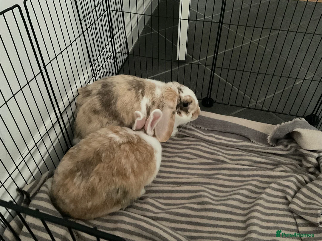 Mixed Breed rabbits for sale: 2 beautiful 1 year old Rabbits, fully bonded  in Huntingdon - Advert 3