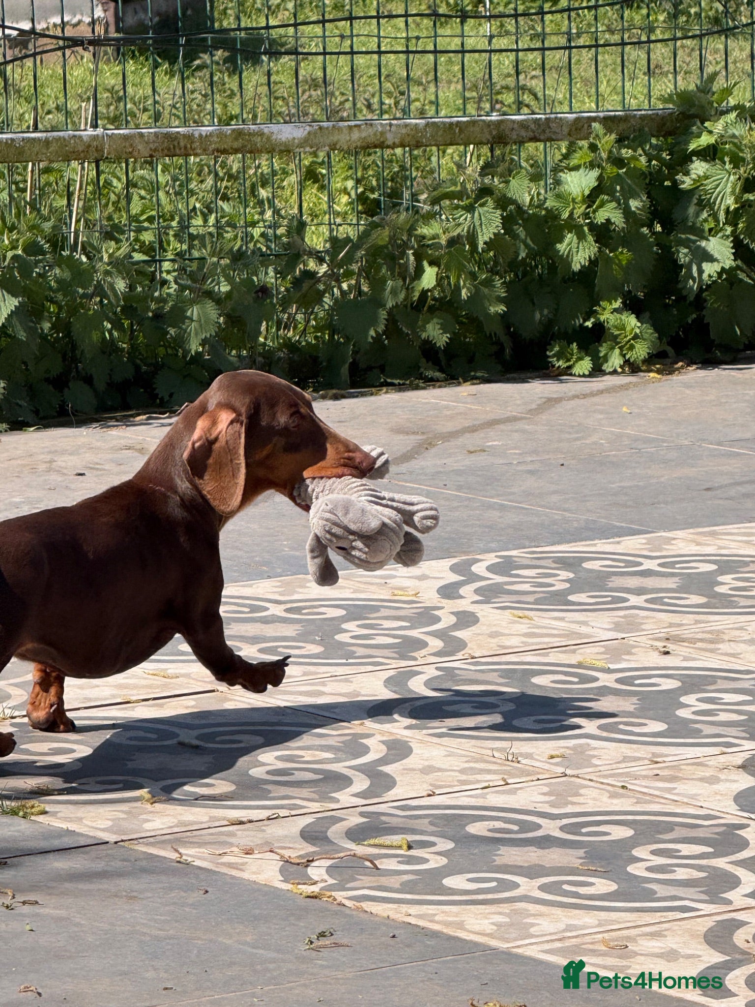 Dachshund dogs Adult standard dachshund  - Advert 3