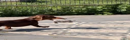Dachshund dogs for sale: Adult standard dachshund  - Advert 1