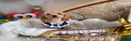 Maltipoo dogs for sale: Tiny teddy Maltipoo- from Asian teddy poodle dad - Advert 9