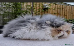 Persian cats for sale: Neutured NERVOUS girl for rehoming-READ CAREFULLY  - Image 4