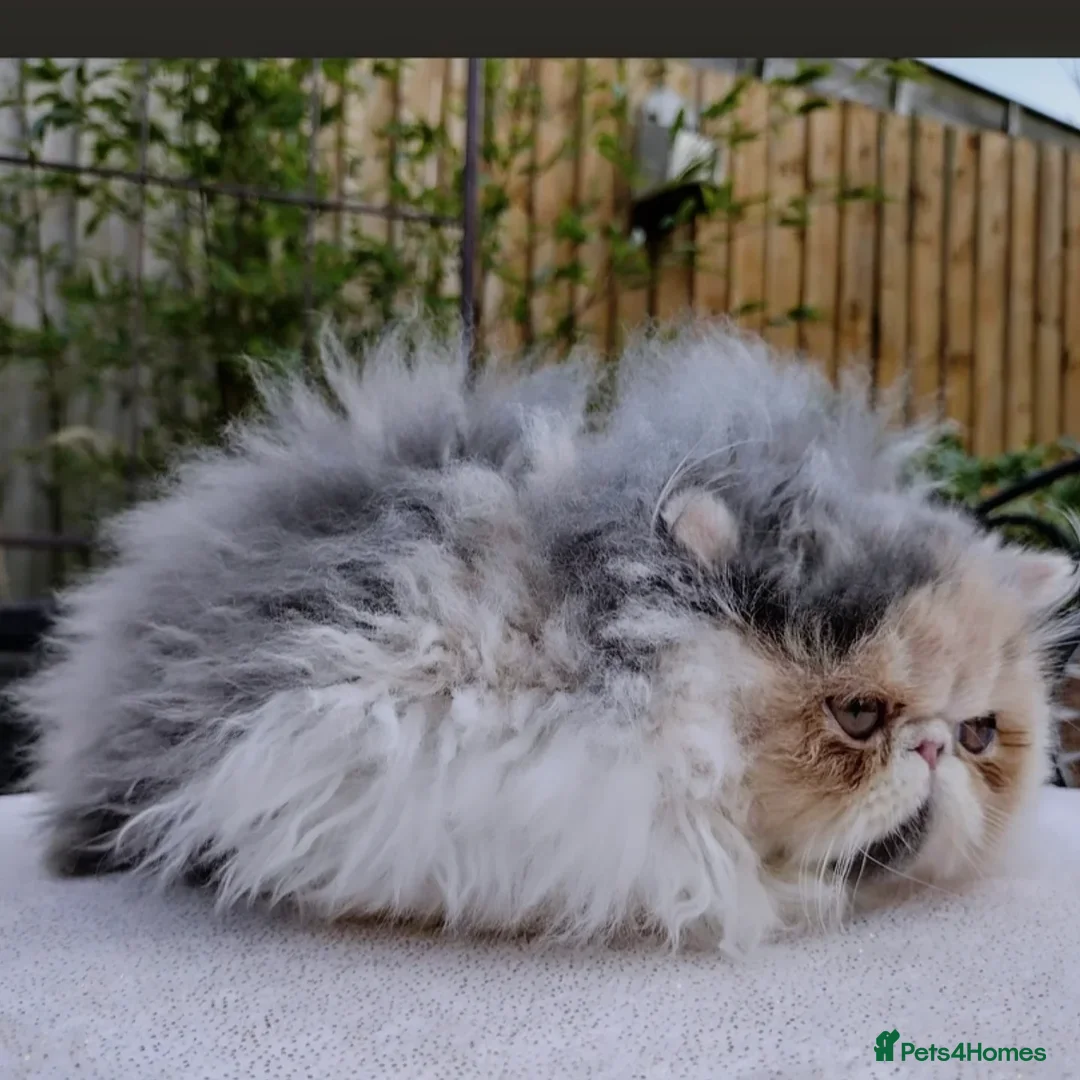 Persian cats for sale: Neutured NERVOUS girl for rehoming-READ CAREFULLY  - Image 4