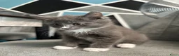 Maine Coon cats for sale: Maine Coon x British shorthair - Advert 17