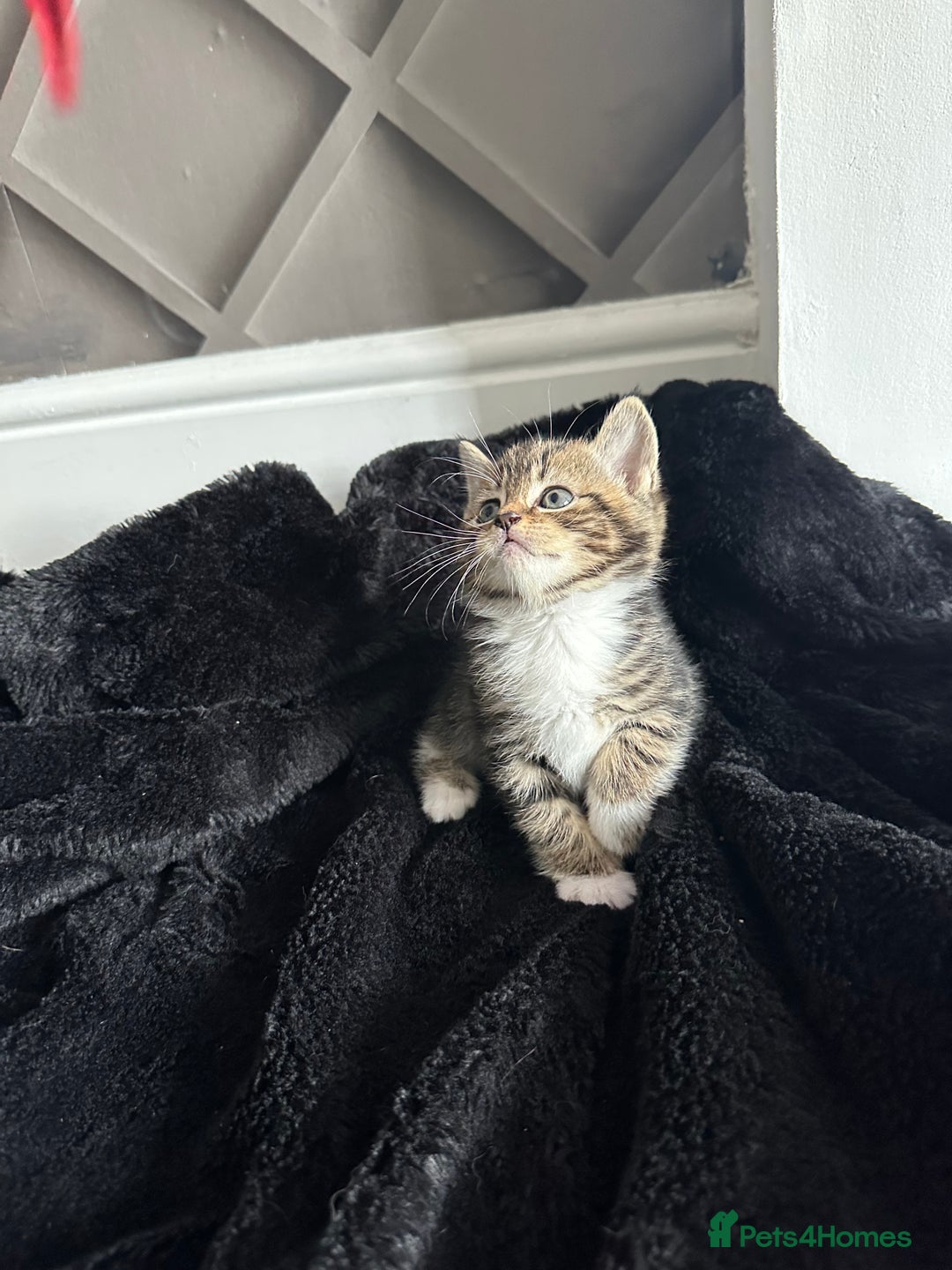 Mixed Breed cats for sale: All ready for there forever homes  - Image 5
