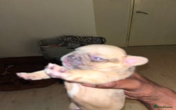 French Bulldog dogs for sale: Milo, Lovable boy Frenchie, amazing price 💫 - Image 18