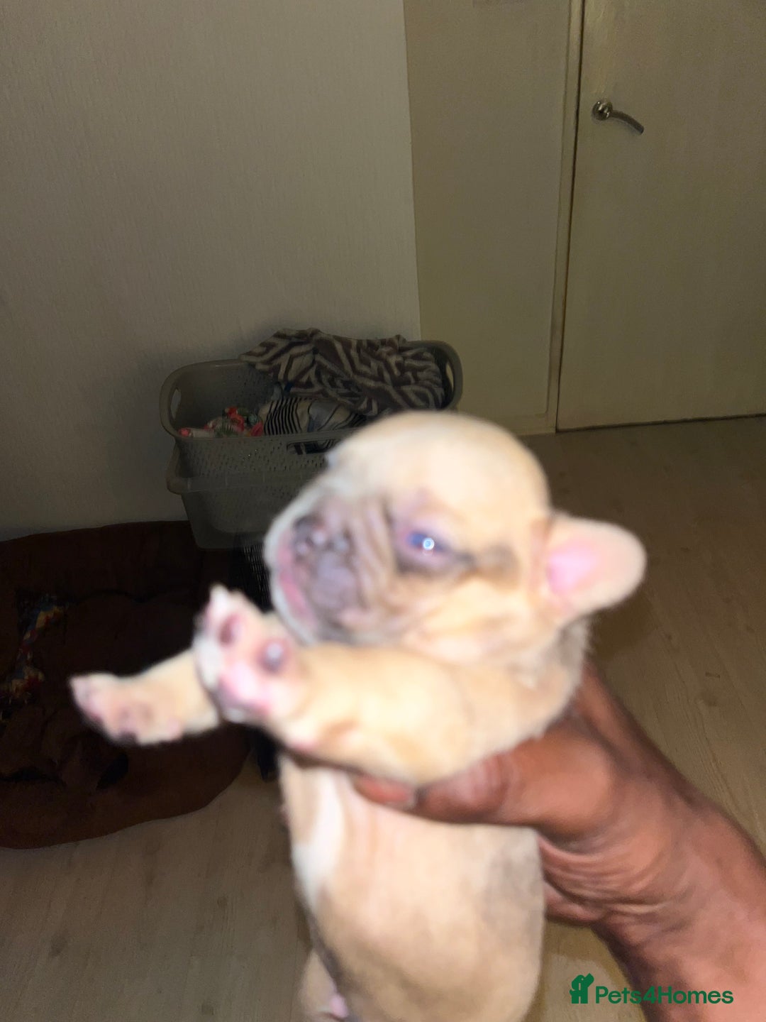 French Bulldog dogs for sale: Milo, Lovable boy Frenchie, amazing price 💫 - Image 18