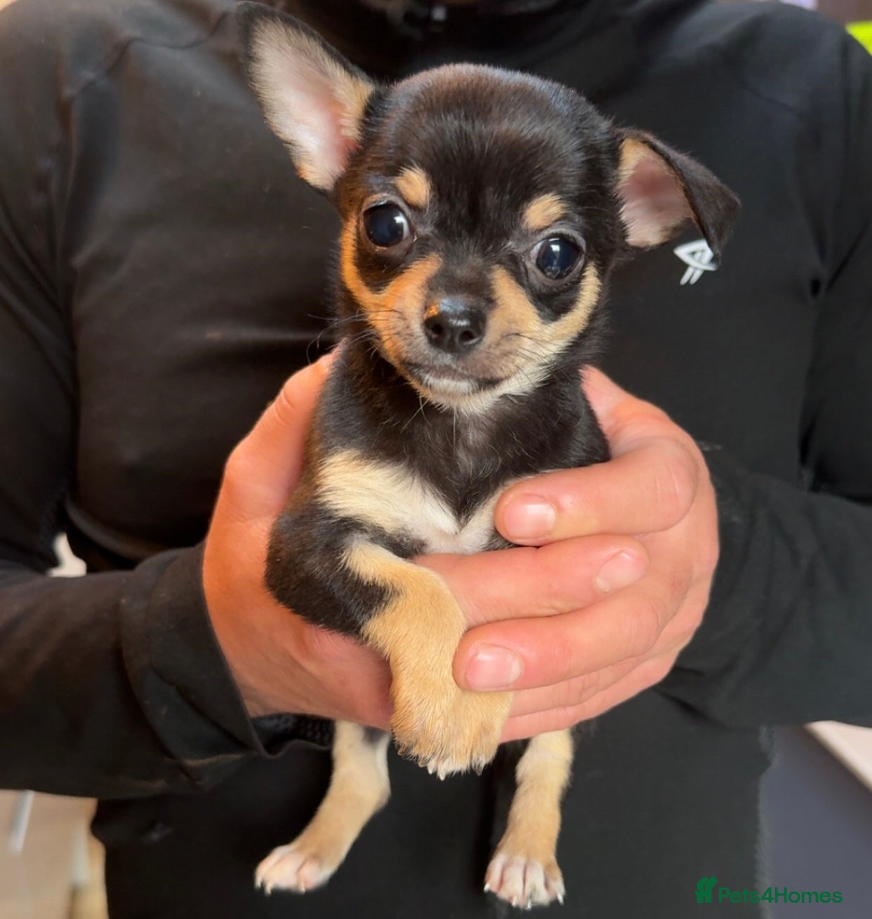 Chihuahua dogs stunning full breed chihuahua puppies last girl - Advert 18
