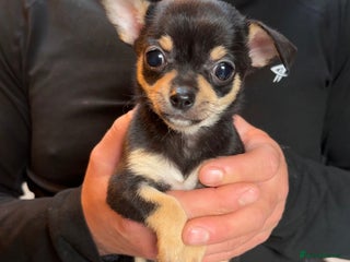 Chihuahua dogs stunning full breed chihuahua puppies last girl - Advert 18