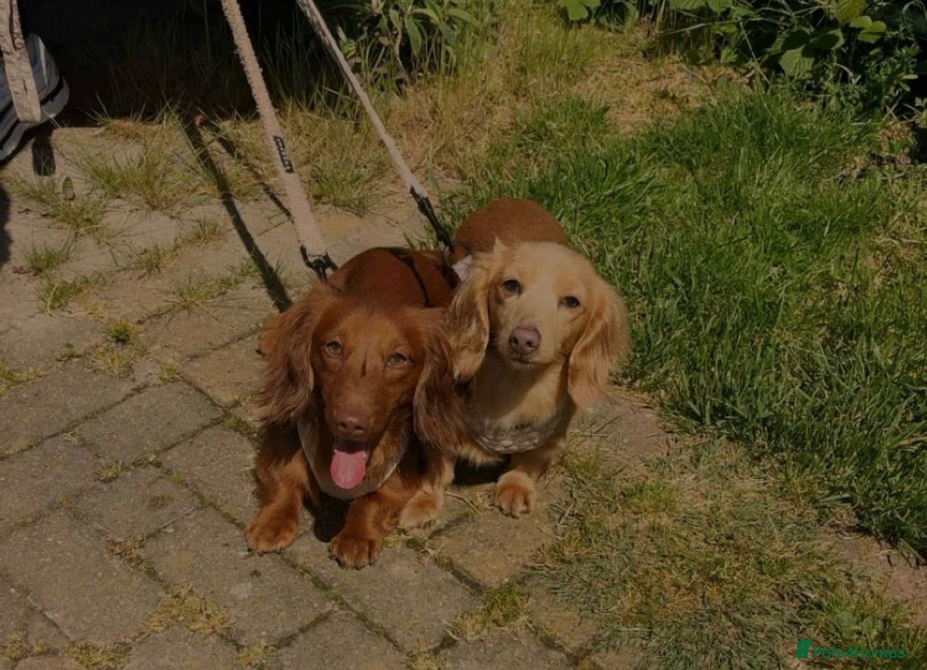 Miniature Dachshund dogs Long fur miniature dachshunds  - Advert 6