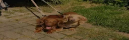 Miniature Dachshund dogs for sale: Long fur miniature dachshunds  - Advert 1