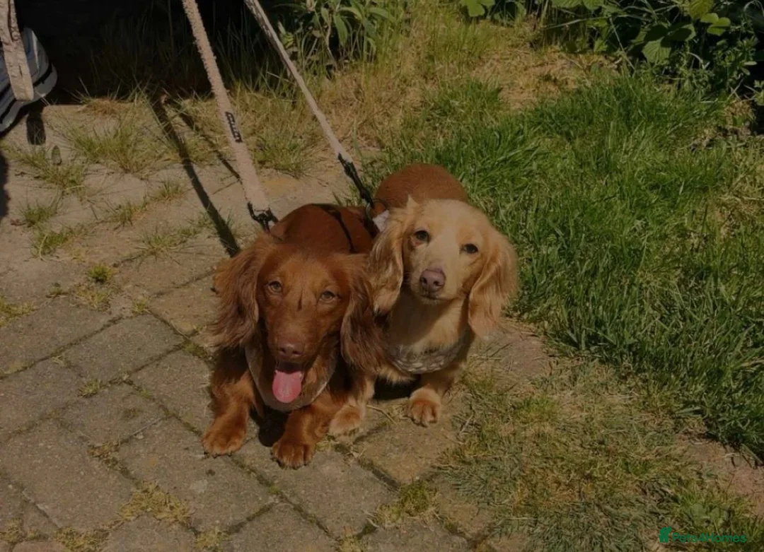 Miniature Dachshund dogs for sale: Long fur miniature dachshunds  - Advert 1