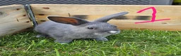 Mixed Breed rabbits for sale: Mini Lop / Rex Babies - Advert 2