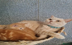 British Shorthair cats for sale: Beautiful BSH kittens from genetic tested parents - Image 9