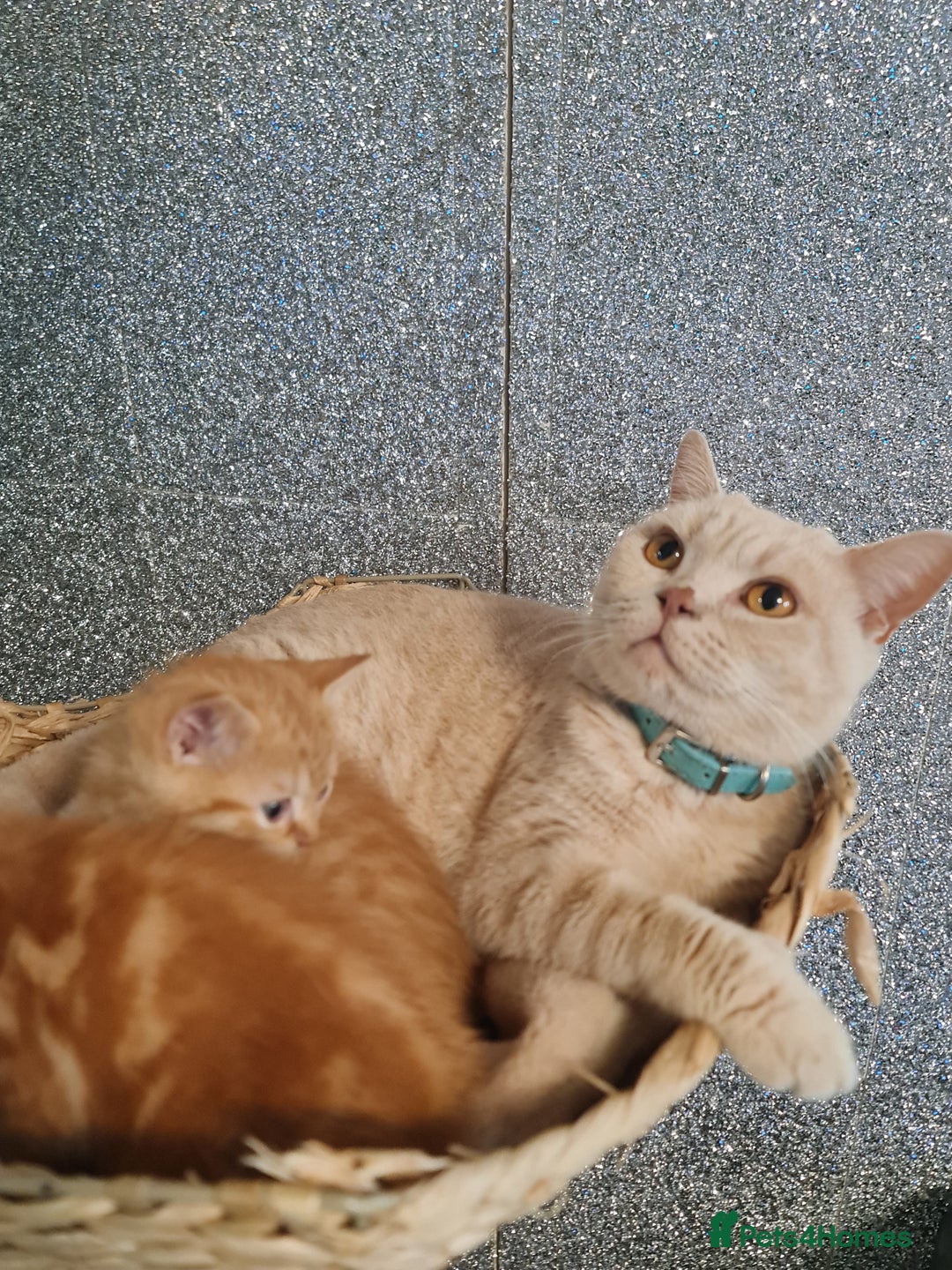 British Shorthair cats for sale: Beautiful BSH kittens from genetic tested parents - Image 9