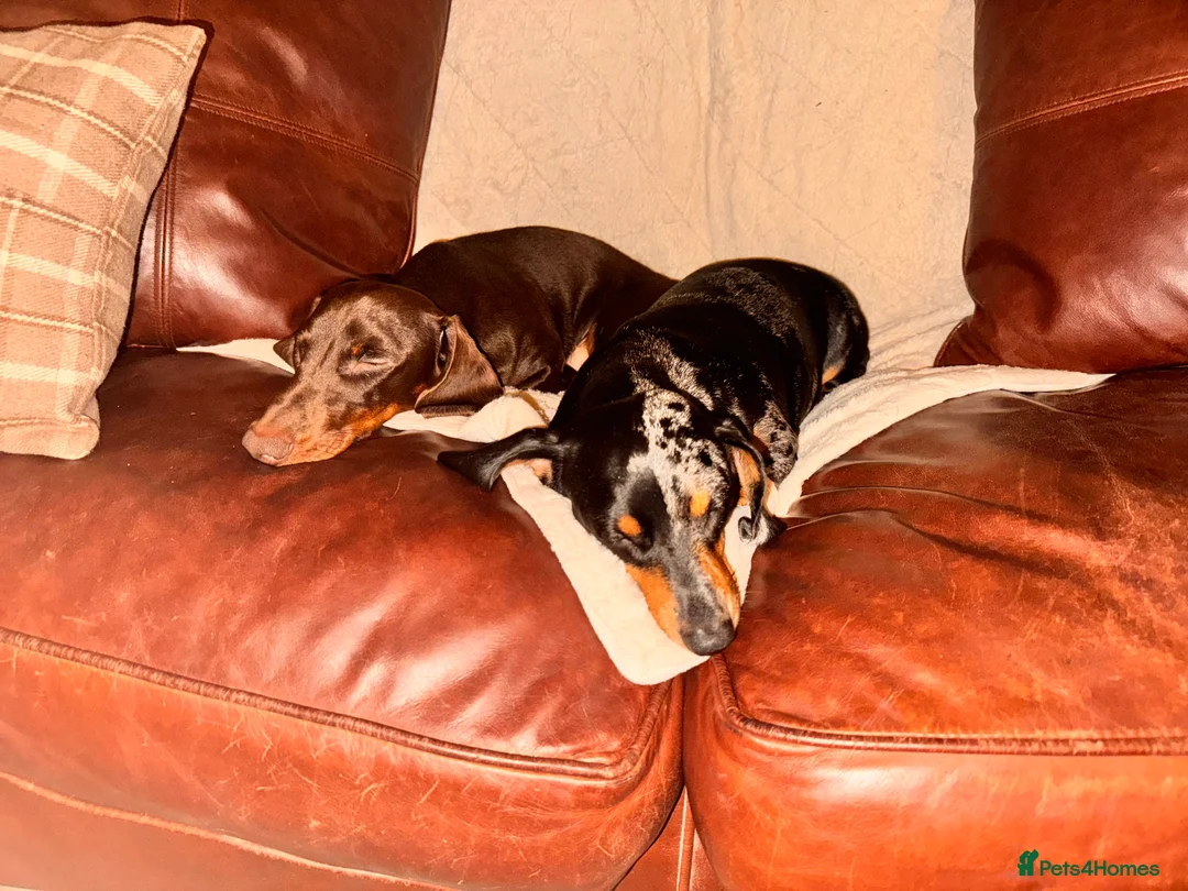 Miniature Dachshund dogs for sale: Because dachshund babies - Advert 22
