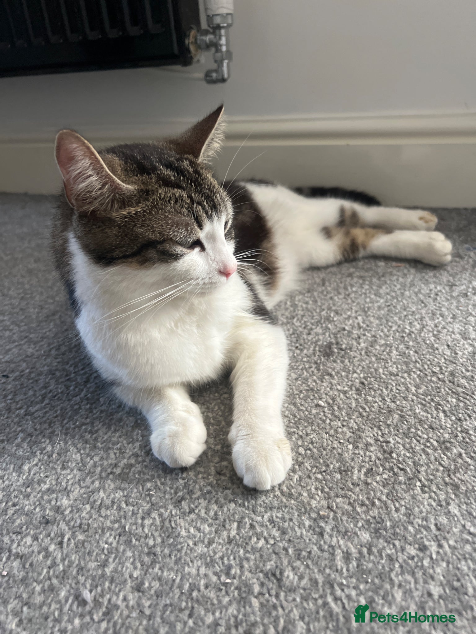 Mixed Breed cats 3 Beautiful tabby short-haired kittens for sale - Advert 2