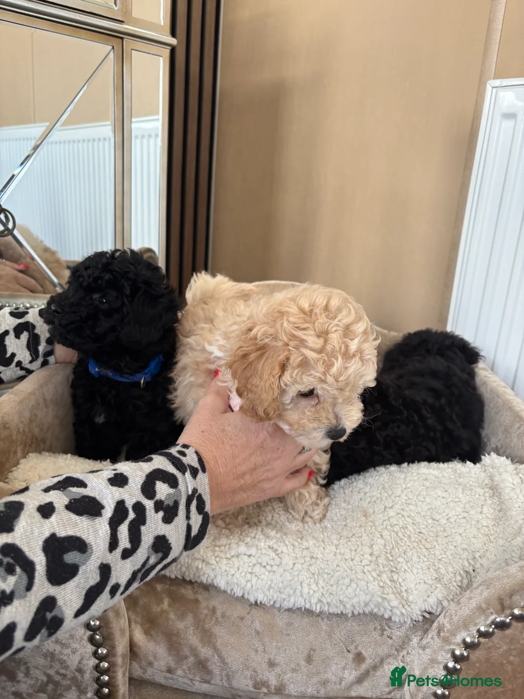 Toy Poodle dogs for sale: Two beautiful little poochons  - Advert 7